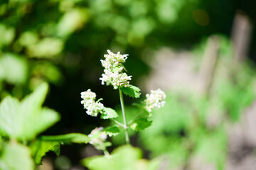 Inflorescence of small white flowers Melissa officinalis in the garden on a green background