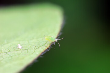 Aphids crawling on wild plants, North China