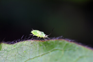 Aphids crawling on wild plants, North China