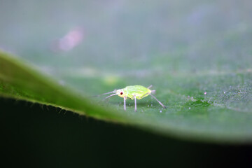 Aphids crawling on wild plants, North China