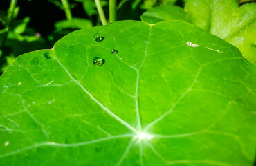 Background with green leaf of nasturtium with dew drops