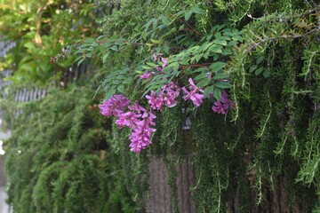 Obraz premium Spanish clover (Indigofera decora) flowers. Fabaceae deciduous shrub.