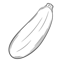 Whole zucchini. A vegetable in a linear style, drawn by hand. Food ingredient, design element.Lineart. Black and white vector illustration. Isolated on a white background