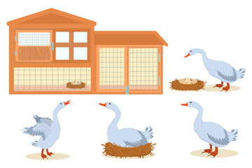 vector illustration on the farm theme. Domestic geese and chicken coop isolated on white background