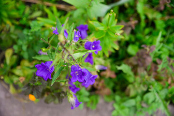 Blue campanula medium flowers in full bloom (Common known as Canterbury bells or bell flower, is a flowering plant of the genus Campanula of the family Campanulaceae)