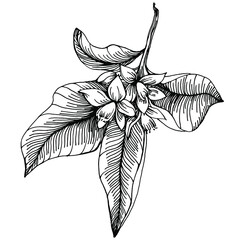 Orange Sketch citrus fruit decorative. Hand Drawn Orange Botanical Illustrations. Black and white with line art isolated on white backgrounds. 