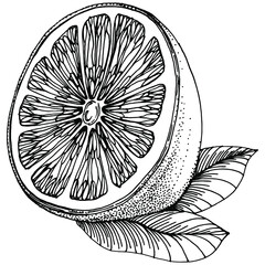 Orange Sketch citrus fruit decorative. Hand Drawn Orange Botanical Illustrations. Black and white with line art isolated on white backgrounds. 