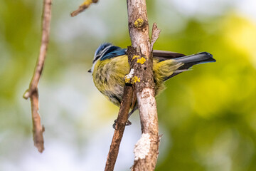 blue tit on a tree branch
