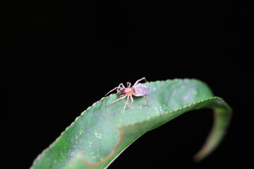 Spiders on wild plants, North China