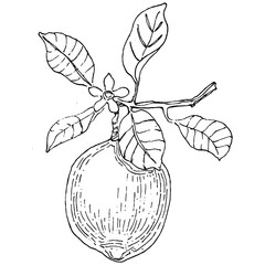 lemon isolated on white background.  Organic essential oil engraved style sketch. Beauty and spa, cosmetic ingredient. Great for label, poster, flyer, packaging