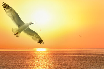 Bird seagull close-up in the sky over the sea at dawn. Golden sun and golden sea water at sunrise.
