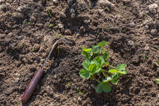 A strawberry seedling on a loosened and weeded bed, a hoe is lying nearby, weeds and grass remains are visible.