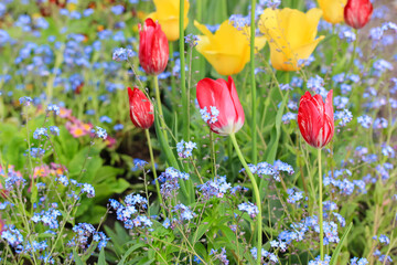 Multicolored purple, yellow, red, white tulips, small blue Forget-me-not (Myosotis scorpioides) plants in the countryside at spring or summertime. A home garden. Beautiful bright flowers in bloom.