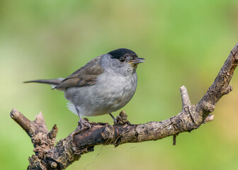 Blackcap (Sylvia atricapilla) male bird perched on branch close up