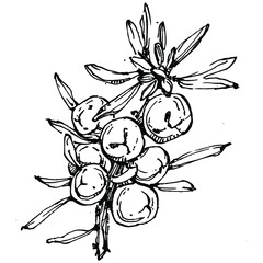 Juniper vector drawing. Isolated vintage illustration of berry on branch. Organic essential oil engraved style sketch. Beauty and spa, cosmetic ingredient. Great for label, poster, flyer, packaging
