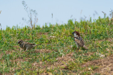 Passer hispaniolensis - Vrabie negricioasa - Spanish sparrow