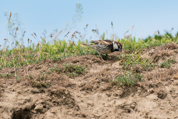 Naklejka na ściany i meble Passer hispaniolensis - Vrabie negricioasa - Spanish sparrow