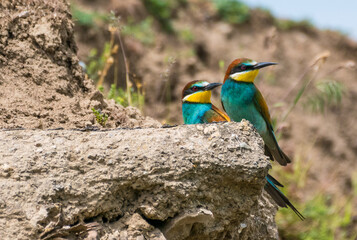 Merops apiaster - Prigorie - European bee-eater