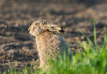 easter bunny on the field
