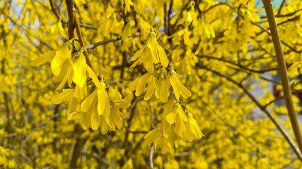 Naklejka na ściany i meble Yellow blooming Forsythia flowers in spring close up.Forsythia × intermedia, or border forsythia is an ornamental deciduous shrub of garden origin.