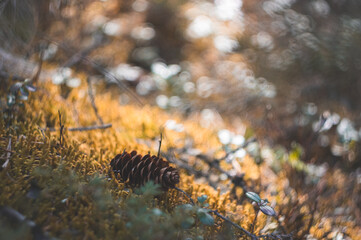 close up pine cone in forest