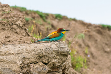 Merops apiaster - Prigorie - European bee-eater