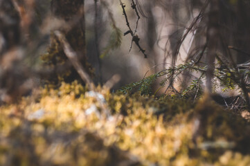 close up moss in forest