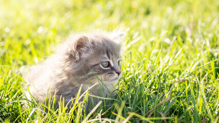 Naklejka na ściany i meble Little adorable kitten laying on green bright grass in the evening. Beautiful little cat chilling outdoor