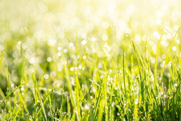 Close-up shot of drops of morning dew on fresh young grass. Photo with copyspace of bright green grass