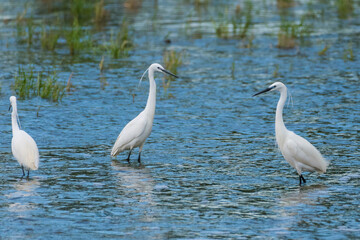 Obraz premium Egretta garzetta - Egreta mica - Little egret