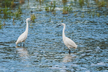 Egretta garzetta - Egreta mica - Little egret