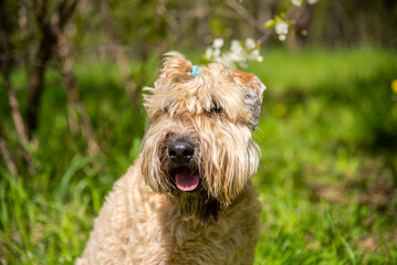 Portrait of a fluffy dog on a background of cherry blossoms.