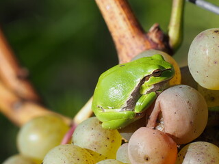 European tree frog (Hyla arborea) on grape, in Rattey, Mecklenburg, Germany