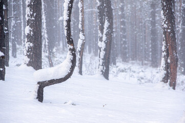 picturesque figures of trees in winter forest
