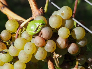 European tree frog (Hyla arborea) on grape, in Rattey, Mecklenburg, Germany