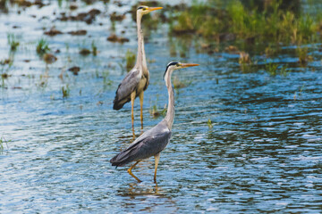 Ardea cinerea - Starc cenusiu - Grey heron