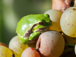 European tree frog (Hyla arborea) on grape, in Rattey, Mecklenburg, Germany