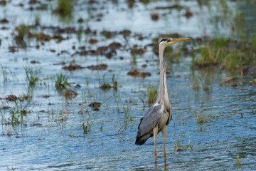 Ardea cinerea - Starc cenusiu - Grey heron