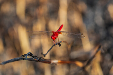 Red dragonfly