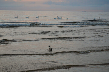 The duck floats in the blue sea water in waves next to white swans. At sunset in the sea.