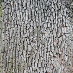 beautiful background from tree bark texture