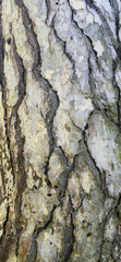 beautiful background from tree bark texture