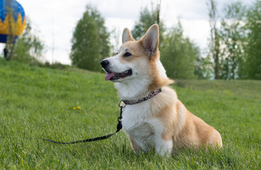 welsh corgi pembroke puppy for a walk