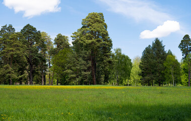 spring landscape in the park