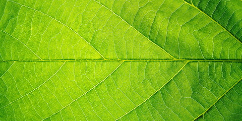 Naklejka na ściany i meble Leaf texture. Nature macro photo