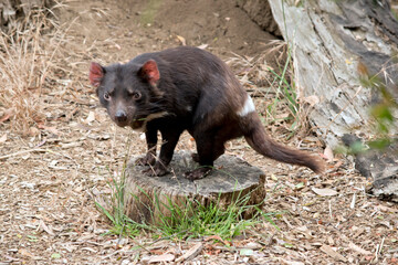 the Tasmanian Devil is standing on a log