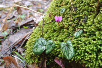 green moss and purple flower on the stone
