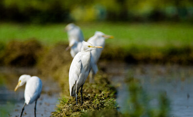 Herons are waiting for a little fish.