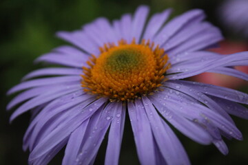Symphyotrichum oblongifolium aromatic aster colored purple daisy with yellow middle on the background of grass green. Flowers. summer. flowering