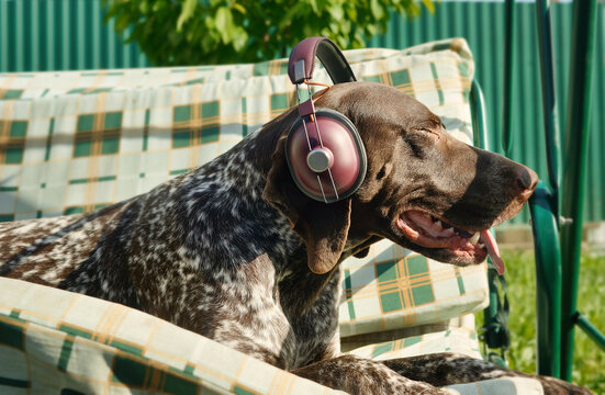 Dog in earphones listening to music. Funny animals. Summer time background. 